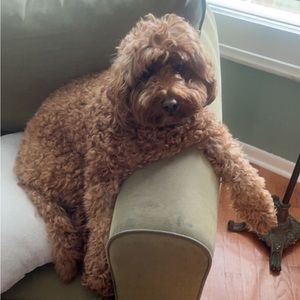 Meet your Posher, Joseph